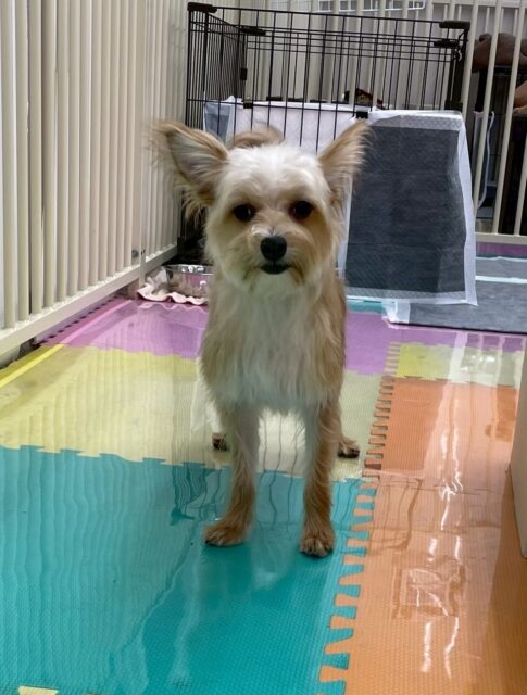 初来園のこてつちゃん🐶
本日最初は以前の幼稚園体験のような感じで少し周りを警戒したり、匂いを嗅がれるのは少し苦手なようでした‼️
ですが徐々に慣れて来て、園内を走り回ったり、みんなに匂いを嗅がれたりしてもだいぶ平気そうになって来ていました👍
🐾🐶愛犬のお悩みご相談ください🐶🐾
@kenkohmura_official
↑フォロー待ってます↑
〒955-0091 新潟県三条市上須頃大割428−1
☎︎ 0256-35-2571
✉️ info@kenkohmura.jp
HP: http://kenkohmura.jp
LINE: https://lin.ee/7LIz5sb
#犬幸村#犬の幼稚園 #吠える、噛む #犬のしつけ #トイレ
ミックスミックス犬ミックス犬可愛いミックス犬大好きミックス犬倶楽部