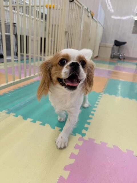 らぶちゃん🐶
本日は朝からモカちゃんやププちゃん、ニコペットのちびっ子達と大はしゃぎで遊び回ったりして楽しんでいました🤭
みんなと遊びすぎて疲れて休憩をして、また走り回っていました🤣

🐾🐶愛犬のお悩みご相談ください🐶🐾
@kenkohmura_official
 ↑フォロー待ってます↑

〒955-0091 新潟県三条市上須頃大割４２８−１
☎︎ 0256-35-2571
✉️ info@kenkohmura.jp
HP: http://kenkohmura.jp
LINE: https://lin.ee/7LIz5sb

#犬幸村#犬の幼稚園 #吠える、噛む #犬のしつけ #トイレ
ミックスミックス犬ミックス犬可愛いミックス犬大好きミックス倶楽部