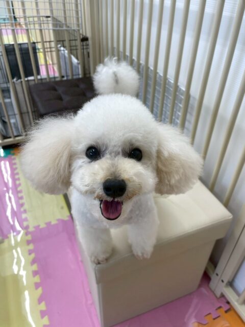 こむぎちゃん🐶
スタッフに撫でられて気持ちよさそうにしたり、久しぶりにバランスボールに挑戦したら上手に乗っていました😆
🐾🐶愛犬のお悩みご相談ください🐶🐾
@kenkohmura_official
 ↑フォロー待ってます↑

〒955-0091 新潟県三条市上須頃大割４２８−１
☎︎ 0256-35-2571
✉️ info@kenkohmura.jp
HP: http://kenkohmura.jp
LINE: https://lin.ee/7LIz5sb

#犬幸村#犬の幼稚園 #吠える噛む #犬のしつけ #トイレ
 トイプードル トイプードル大好き トイプードル可愛い