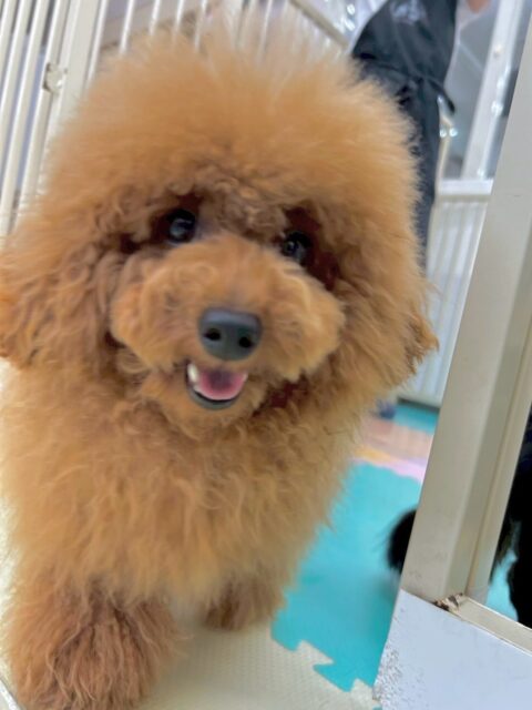 ププちゃん🐶
本日も朝からみんなで走り回ったり、ぽこちゃんのことが気に入ったのか、たくさん匂いを嗅いだり、遊びに誘ったりして過ごしていました😆

🐾🐶愛犬のお悩みご相談ください🐶🐾
@kenkohmura_official
 ↑フォロー待ってます↑

〒955-0091 新潟県三条市上須頃大割４２８−１
☎︎ 0256-35-2571
✉️ info@kenkohmura.jp
HP: http://kenkohmura.jp
LINE: https://lin.ee/7LIz5sb

#犬幸村#犬の幼稚園 #吠える、噛む #犬のしつけ #トイレ
トイプートイプー可愛いトイプー大好きトイプー倶楽部
