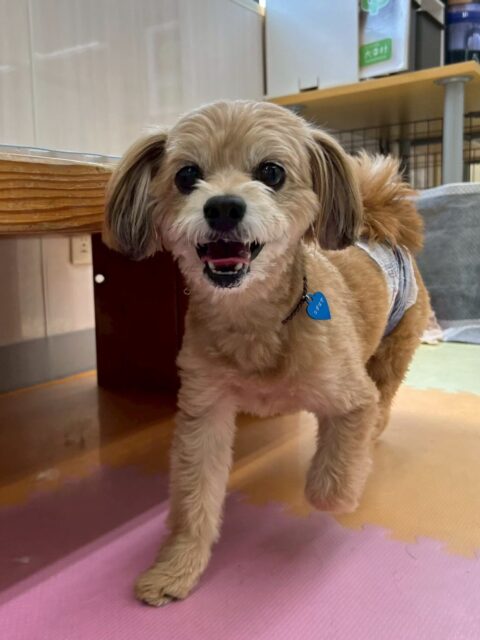 コジロウちゃん🐶
⁡
今日は、NICOPETにいる子達と楽しそうに走り回ったりして遊んでいました！🥰
また、店内へお散歩に行った時は、いつも歩けないところを頑張って歩いていました！😊
⁡
🐾🐶愛犬のお悩みご相談ください🐶🐾
@kenkohmura_official
↑フォロー待ってます↑

☎︎ 0〒955-0091 新潟県三条市上須頃大割４２８−１256-35-2571
✉️ info@kenkohmura.jp
HP: http://kenkohmura.jp
LINE: https://lin.ee/7LIz5sb

#犬幸村#犬の幼稚園 #吠える、噛む #犬のしつけ #トイレ ミックス犬 ミックス犬大好き ミックス犬との暮らし