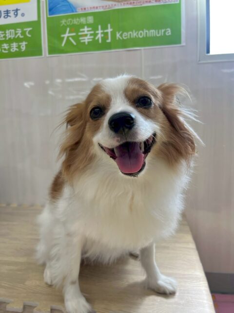 マロンちゃん🐶
本日は朝から大好きなリラちゃんやヤン丸と挨拶をしあったり、みんなで匂いを嗅ぎ合ったり、走り回ったりして過ごしていました👍
🐾🐶愛犬のお悩みご相談ください🐶🐾
@kenkohmura_official
↑フォロー待ってます↑
〒955-0091 新潟県三条市上須頃大割428−1
☎︎ 0256-35-2571
✉️ info@kenkohmura.jp
HP: http://kenkohmura.jp
LINE: https://lin.ee/7LIz5sb
#犬幸村#犬の幼稚園 #吠える、噛む #犬のしつけ #トイレ
パピヨンパピヨン可愛いパピヨン大好きパピヨン倶楽部
