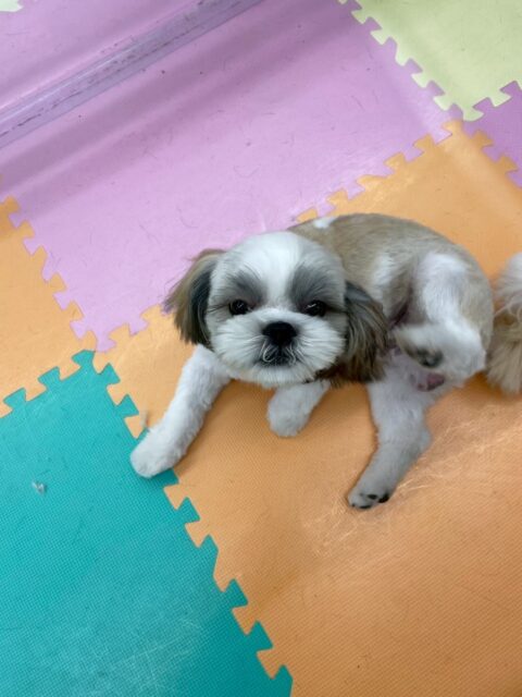 マルちゃん🐶
本日も1日中遊び回ったり、走り回って、ワンプロを仕掛けあって、また走り回っての繰り返しで流石の体力でした👏
みんなが疲れていても関係なく、僕は遊びます‼️と張り切っていました🤣
🐾🐶愛犬のお悩みご相談ください🐶🐾
@kenkohmura_official
↑フォロー待ってます↑
〒955-0091 新潟県三条市上須頃大割428−1
☎︎ 0256-35-2571
✉️ info@kenkohmura.jp
HP: http://kenkohmura.jp
LINE: https://lin.ee/7LIz5sb
#犬幸村#犬の幼稚園 #吠える、噛む #犬のしつけ #トイレ
シーズーシーズー可愛いシーズー大好きシーズー倶楽部シーズー可愛いすぎる