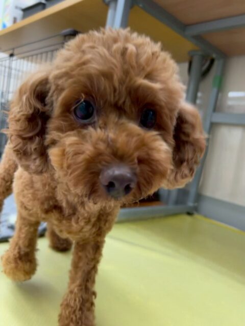もこちゃん🐶
⁡
今日は、ぽん太ちゃんと楽しそうにお喋りしたり園内を走り回ったりしていました！😁
また、スタッフに名前を呼ばれると「今呼んだよね！」と言ってスタッフに構ってアピールしていました！☺️
⁡
🐾🐶愛犬のお悩みご相談ください🐶🐾
@kenkohmura_official
↑フォロー待ってます↑

☎︎ 0〒955-0091 新潟県三条市上須頃大割４２８−１256-35-2571
✉️ info@kenkohmura.jp
HP: http://kenkohmura.jp
LINE: https://lin.ee/7LIz5sb

#犬幸村#犬の幼稚園 #吠える、噛む #犬のしつけ #トイレ トイプードル トイプードル大好き トイプードルとの暮らし