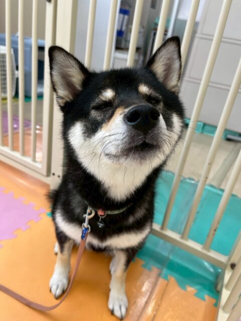 つむぎちゃん🐶
本日はスタッフに甘えん坊なつむぎちゃん‼️撫でて〜と自分から近くに来たりして可愛かったです😍

園内では柵越しにまるちゃんやカイちゃん、ニコペットのちびっ子達と激しいお話し合いをしたりしていました👍

🐾🐶愛犬のお悩みご相談ください🐶🐾
@kenkohmura_official
 ↑フォロー待ってます↑

〒955-0091 新潟県三条市上須頃大割４２８−１
☎︎ 0256-35-2571
✉️ info@kenkohmura.jp
HP: http://kenkohmura.jp
LINE: https://lin.ee/7LIz5sb

#犬幸村#犬の幼稚園 #吠える、噛む #犬のしつけ #トイレ
柴犬柴犬可愛い柴犬大好き柴犬倶楽部柴犬可愛いすぎる
