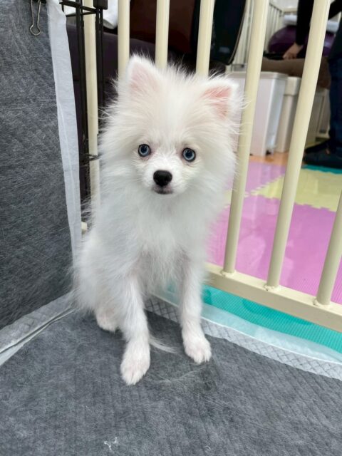 ぽこちゃん🐶
本日はトイレトレーニング2日目‼️本日は昨日よりも成功率が上がり、失敗も無し‼️非常に頑張ってくれました👍

園内では昨日よりも園内に出る時間も多く、いろんな子達とコミュニケーションを取れていて非常に良かったです👏

🐾🐶愛犬のお悩みご相談ください🐶🐾
@kenkohmura_official
 ↑フォロー待ってます↑

〒955-0091 新潟県三条市上須頃大割４２８−１
☎︎ 0256-35-2571
✉️ info@kenkohmura.jp
HP: http://kenkohmura.jp
LINE: https://lin.ee/7LIz5sb

#犬幸村#犬の幼稚園 #吠える、噛む #犬のしつけ #トイレ
ポメラニアンポメラニアン大好きポメラニアン倶楽部ポメラニアン可愛い