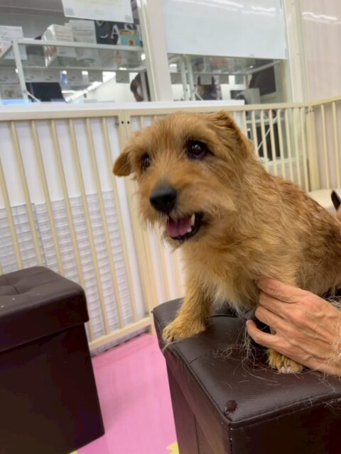 ゴローちゃん🐶
本日は来園して早々につむぎちゃんやププちゃん達の匂いを嗅いだり、挨拶をしたりして上手にコミュニケーションをとっていました🤭
🐾🐶愛犬のお悩みご相談ください🐶🐾
@kenkohmura_official
↑フォロー待ってます↑
〒955-0091 新潟県三条市上須頃大割428−1
☎︎ 0256-35-2571
✉️ info@kenkohmura.jp
HP: http://kenkohmura.jp
LINE: https://lin.ee/7LIz5sb
#犬幸村#犬の幼稚園 #吠える、噛む #犬のしつけ #トイレ
ノーフォークノーフォークテリアノーフォークテリア可愛いノーフォークテリア大好きノーフォークテリア倶楽部