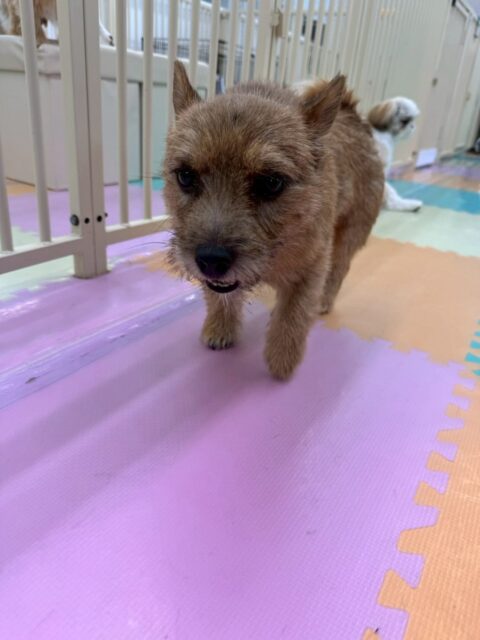 本日の鶴丸🐶
本日はつむぎちゃんを遊びに誘ったり、ニコペットのちびっ子達と走り回ったりして楽しんでいました🤭

🐾🐶愛犬のお悩みご相談ください🐶🐾
@kenkohmura_official
 ↑フォロー待ってます↑

〒955-0091 新潟県三条市上須頃大割４２８−１
☎︎ 0256-35-2571
✉️ info@kenkohmura.jp
HP: http://kenkohmura.jp
LINE: https://lin.ee/7LIz5sb

#犬幸村#犬の幼稚園 #吠える、噛む #犬のしつけ #トイレ
ノーリッチテリアノーリッチテリア可愛いテリア大好きテリア倶楽部テリア可愛すぎる
