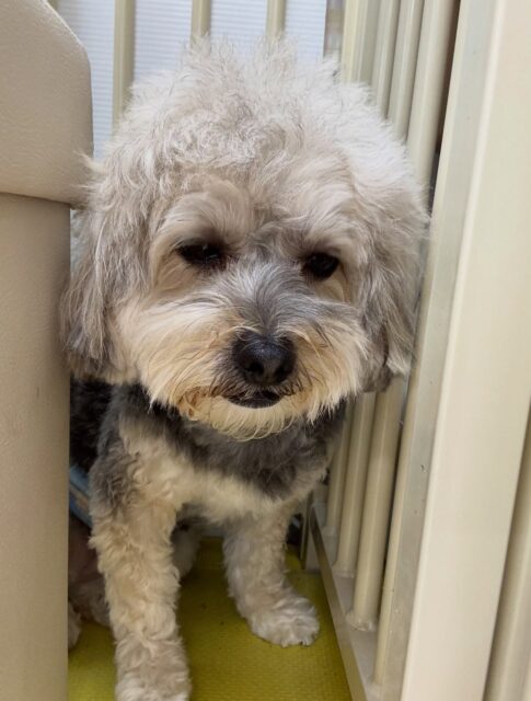オレオちゃん🐶
本日歯磨きトレーニングを開始して1年11ヶ月が経ちました
歯の状態は変わらずにキープできているのでこのままキープを意識して頑張っていきましょう✊
園内ではリラちゃんがお気に入りのようで、遊びを誘ったり、ベンとちょっかいを出し合ったりして楽しそうに過ごしていました🤭
🐾🐶愛犬のお悩みご相談ください🐶🐾
@kenkohmura_official
↑フォロー待ってます↑
〒955-0091 新潟県三条市上須頃大割428−1
☎︎ 0256-35-2571
✉️ info@kenkohmura.jp
HP: http://kenkohmura.jp
LINE: https://lin.ee/7LIz5sb
#犬幸村#犬の幼稚園 #吠える、噛む #犬のしつけ #トイレ
ミックスミックス犬ミックス犬可愛いミックス犬大好きミックス犬倶楽部