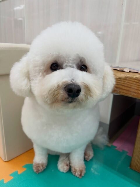よもぎちゃん🐶
やん丸やベンにお腹出したり、バロンちゃんに遊びに誘われていました😄
お散歩トレーニングやカット頑張っていました✨️
🐾🐶愛犬のお悩みご相談ください🐶🐾
@kenkohmura_official
 ↑フォロー待ってます↑

〒955-0091 新潟県三条市上須頃大割４２８−１
☎︎ 0256-35-2571
✉️ info@kenkohmura.jp
HP: http://kenkohmura.jp
LINE: https://lin.ee/7LIz5sb

#犬幸村#犬の幼稚園 #吠える噛む #犬のしつけ #トイレ 
 ミックス犬 ミックス犬可愛い ミックス犬大好き