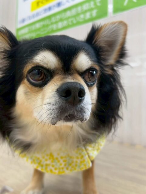 ゴロー丸ちゃん🐶
歯磨きトレーニング開始から2年が経過しました🦷🪥
きれいな歯を保てているのでこの調子で続けていきましょう✨
今日は園内を探検したり、ベルちゃんやまろちゃんと挨拶をしていました😊
🐾🐶愛犬のお悩みご相談ください🐶🐾
@kenkohmura_official
↑フォロー待ってます↑
〒955-0091 新潟県三条市上須頃大割428−1
☎︎ 0256-35-2571
✉️ info@kenkohmura.jp
HP: http://kenkohmura.jp
LINE: https://lin.ee/7LIz5sb
#犬幸村#犬の幼稚園 #吠える、噛む #犬のしつけ #トイレ
チワワ ちわわ チワワだいすき