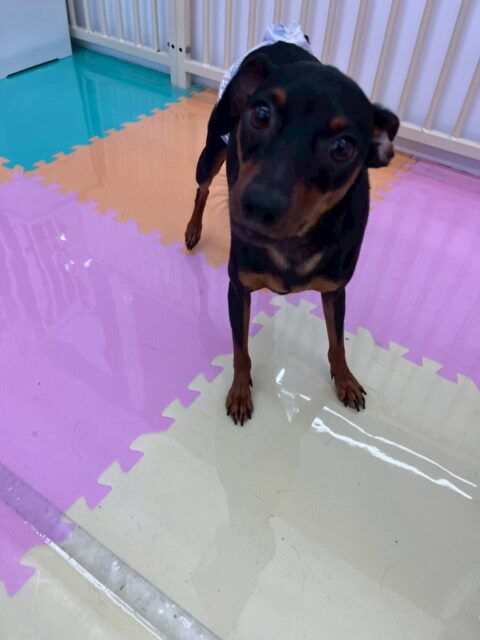 ちょこたんちゃん🐶
本日歯磨きトレーニングを開始して1年7ヶ月が経ちました
歯の状態は相変わらず綺麗にキープされていて非常に順調です‼️このままキープを意識して頑張っていきましょう✊
園内ではきりまるちゃんや、ププちゃん、チャリーちゃん達と激しく遊び回ったりして楽しそうに過ごしていました👍
🐾🐶愛犬のお悩みご相談ください🐶🐾
@kenkohmura_official
↑フォロー待ってます↑
〒955-0091 新潟県三条市上須頃大割428−1
☎︎ 0256-35-2571
✉️ info@kenkohmura.jp
HP: http://kenkohmura.jp
LINE: https://lin.ee/7LIz5sb
#犬幸村#犬の幼稚園 #吠える、噛む #犬のしつけ #トイレ
ミニピンミニピン可愛いミニピン大好きミニピン倶楽部ミニピン可愛すぎる