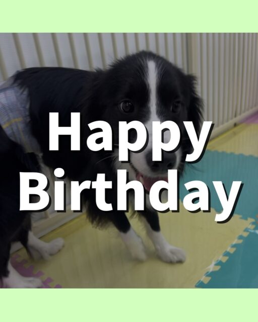 カイちゃん🐶
お誕生日おめでとうございます🎂👏🏻
ベンと挨拶したり、ニコペットにいる子達に遊びに誘われていたりしていました😆
歯磨きトレーニング開始して1年11ヶ月経過しました🦷🪥✨
歯の汚れこれ以上つかないように気をつけて歯磨き頑張りましょう！
🐾🐶愛犬のお悩みご相談ください🐶🐾
@kenkohmura_official
 ↑フォロー待ってます↑

〒955-0091 新潟県三条市上須頃大割４２８−１
☎︎ 0256-35-2571
✉️ info@kenkohmura.jp
HP: http://kenkohmura.jp
LINE: https://lin.ee/7LIz5sb

#犬幸村#犬の幼稚園 #吠える噛む #犬のしつけ #トイレ
 ボーダーコリー ボーダーコリー可愛い ボーダーコリー大好き