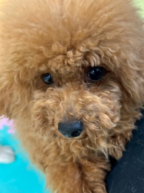 ププちゃん🐶
本日は朝から風夾ちゃんがかなり気に入ったようで後ろを追いかけたり、遊びを誘ったりしていました👍
🐾🐶愛犬のお悩みご相談ください🐶🐾
@kenkohmura_official
↑フォロー待ってます↑
〒955-0091 新潟県三条市上須頃大割428−1
☎︎ 0256-35-2571
✉️ info@kenkohmura.jp
HP: http://kenkohmura.jp
LINE: https://lin.ee/7LIz5sb
#犬幸村#犬の幼稚園 #吠える、噛む #犬のしつけ #トイレ
トイプートイプー可愛いトイプー倶楽部トイプー可愛いすぎるトイプー大好き