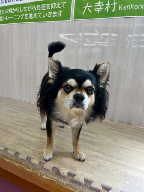 ゴロー丸ちゃん🐶
本日もスタッフの方の膝の上に自分から乗って見たりしてだいぶ人慣れも慣れてきた模様でした👍

園内ではクッキーちゃんやニコペットのちびっ子達の匂いをかいだり、挨拶をしたりしてコミュニケーションを取っていました👍

🐾🐶愛犬のお悩みご相談ください🐶🐾
@kenkohmura_official
 ↑フォロー待ってます↑

〒955-0091 新潟県三条市上須頃大割４２８−１
☎︎ 0256-35-2571
✉️ info@kenkohmura.jp
HP: http://kenkohmura.jp
LINE: https://lin.ee/7LIz5sb

#犬幸村#犬の幼稚園 #吠える、噛む #犬のしつけ #トイレ
チワワチワワ可愛いチワワ大好きチワワ倶楽部チワワ可愛いすぎる