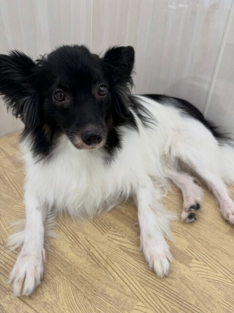 リラちゃん🐶
本日歯磨きトレーニングを開始して1年4ヶ月が経ちました
歯の状態は変わらずキープできています‼️このままキープを意識して継続していきましょう✊
園内では大好きなマロンちゃんと一緒に走り回ったり、みんなと軽いワンプロを仕掛けあったりして楽しんでいました👍
🐾🐶愛犬のお悩みご相談ください🐶🐾
@kenkohmura_official
↑フォロー待ってます↑
〒955-0091 新潟県三条市上須頃大割428−1
☎︎ 0256-35-2571
✉️ info@kenkohmura.jp
HP: http://kenkohmura.jp
LINE: https://lin.ee/7LIz5sb
#犬幸村#犬の幼稚園 #吠える、噛む #犬のしつけ #トイレ
ミックスミックス犬ミックス犬可愛いミックス犬大好きミックス犬倶楽部