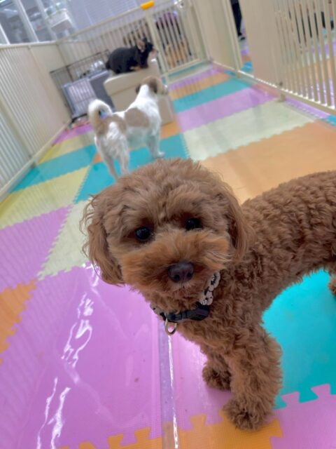 モカちゃん🐶
本日はいろんな子達に匂いを嗅がれたり、自分から挨拶をしに行ったりして、上手にコミュニケーションを取っていました👍

🐾🐶愛犬のお悩みご相談ください🐶🐾
@kenkohmura_official
 ↑フォロー待ってます↑

〒955-0091 新潟県三条市上須頃大割４２８−１
☎︎ 0256-35-2571
✉️ info@kenkohmura.jp
HP: http://kenkohmura.jp
LINE: https://lin.ee/7LIz5sb

#犬幸村#犬の幼稚園 #吠える、噛む #犬のしつけ #トイレ
トイプートイプー可愛いトイプー倶楽部トイプー大好きトイプー可愛いすぎる