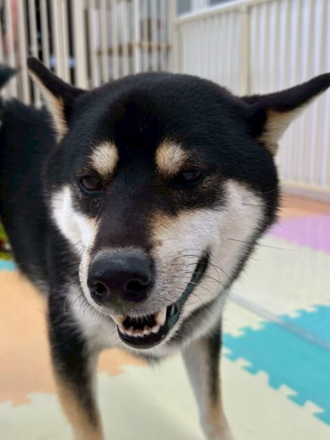 北斗ちゃん🐶
本日歯磨きトレーニングを開始して1年10ヶ月が経ちました
歯磨きも歯の状態も非常に綺麗にキープされているのでこのままキープしていきましょう✊
園内ではかなりハイテンションでみんなと走り回ったり、みんなでワンプロを仕掛けあったりしてかなり遊び回っていました👍
🐾🐶愛犬のお悩みご相談ください🐶🐾
@kenkohmura_official
↑フォロー待ってます↑
〒955-0091 新潟県三条市上須頃大割428−1
☎︎ 0256-35-2571
✉️ info@kenkohmura.jp
HP: http://kenkohmura.jp
LINE: https://lin.ee/7LIz5sb
#犬幸村#犬の幼稚園 #吠える、噛む #犬のしつけ #トイレ
柴犬柴犬可愛い柴犬大好き柴犬倶楽部柴犬可愛すぎる