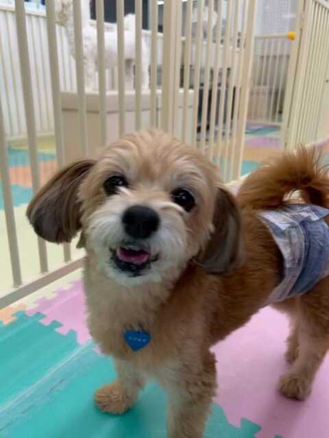 コジロウちゃん🐶
本日はモモちゃんやププちゃん、ぽん太、ニコペットのちびっ子達と走り回ったり、激しいワンプロを仕掛けあったりして非常に楽しんでいました👍

🐾🐶愛犬のお悩みご相談ください🐶🐾
@kenkohmura_official
 ↑フォロー待ってます↑

〒955-0091 新潟県三条市上須頃大割４２８−１
☎︎ 0256-35-2571
✉️ info@kenkohmura.jp
HP: http://kenkohmura.jp
LINE: https://lin.ee/7LIz5sb

#犬幸村#犬の幼稚園 #吠える、噛む #犬のしつけ #トイレ
ミックスミックス犬ミックス犬大好きミックス犬倶楽部ミックス犬可愛すぎる