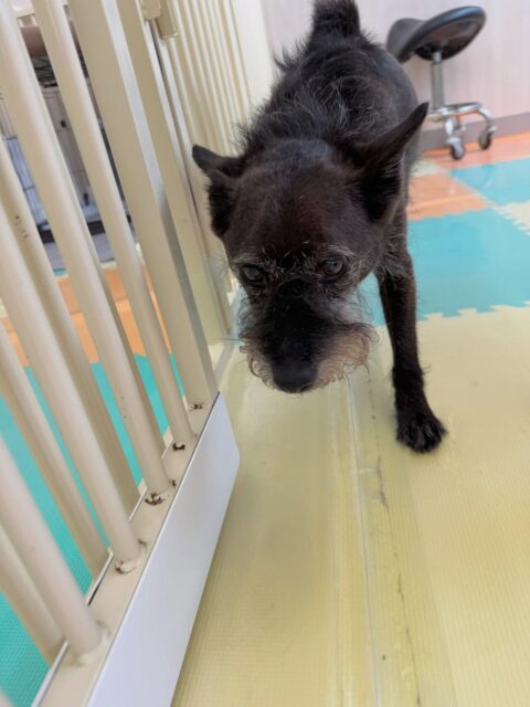 小乃輔ちゃん🐶
本日はまるちゃんに永遠に遊びを誘われていました🤣
すけちゃんもあまり嫌そうではなく、途中から乗って来たのか追いかけっこをしたり、ワンプロを仕掛けあったりして楽しんでいました🤭

🐾🐶愛犬のお悩みご相談ください🐶🐾
@kenkohmura_official
 ↑フォロー待ってます↑

〒955-0091 新潟県三条市上須頃大割４２８−１
☎︎ 0256-35-2571
✉️ info@kenkohmura.jp
HP: http://kenkohmura.jp
LINE: https://lin.ee/7LIz5sb

#犬幸村#犬の幼稚園 #吠える、噛む #犬のしつけ #トイレ
ミックスミックス犬ミックス犬可愛いミックス犬大好きミックス犬倶楽部