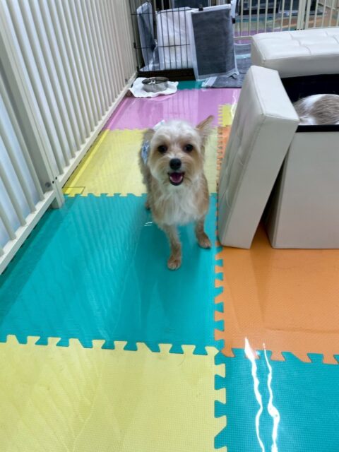 こてつちゃん🐶
本日は園内にもだいぶ慣れてきたのか自分から挨拶をしに行ったり、コミュニケーションをとりに行ったりしていて非常によかったです👍

🐾🐶愛犬のお悩みご相談ください🐶🐾
@kenkohmura_official
 ↑フォロー待ってます↑

〒955-0091 新潟県三条市上須頃大割４２８−１
☎︎ 0256-35-2571
✉️ info@kenkohmura.jp
HP: http://kenkohmura.jp
LINE: https://lin.ee/7LIz5sb

#犬幸村#犬の幼稚園 #吠える、噛む #犬のしつけ #トイレ
ミックスミックス犬ミックス犬可愛いミックス犬大好きミックス犬倶楽部
