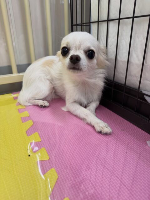 本日幼稚園体験に来てくれました🐶
最初周りを警戒したりして動けなかったり、匂いを嗅がれると唸ったりしていましたが、だんだん慣れて来たのか匂いを嗅がれるのは唸ったりしなくなりました👏
次は動いたり、自分から匂いを嗅ぎにいけるように頑張りましょう✊

🐾🐶愛犬のお悩みご相談ください🐶🐾
@kenkohmura_official
 ↑フォロー待ってます↑

〒955-0091 新潟県三条市上須頃大割４２８−１
☎︎ 0256-35-2571
✉️ info@kenkohmura.jp
HP: http://kenkohmura.jp
LINE: https://lin.ee/7LIz5sb

#犬幸村#犬の幼稚園 #吠える、噛む #犬のしつけ #トイレ
チワワチワワ可愛いチワワ大好きチワワ倶楽部