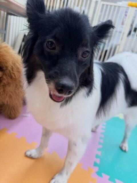 リラちゃん🐶
本日は大好きなマロンちゃんやとらのすけちゃん、ピピちゃん達と遊びを誘い合ったり、みんなで走り回ったりして非常に楽しそうに過ごしていました🤭

🐾🐶愛犬のお悩みご相談ください🐶🐾
@kenkohmura_official
 ↑フォロー待ってます↑

〒955-0091 新潟県三条市上須頃大割４２８−１
☎︎ 0256-35-2571
✉️ info@kenkohmura.jp
HP: http://kenkohmura.jp
LINE: https://lin.ee/7LIz5sb

#犬幸村#犬の幼稚園 #吠える、噛む #犬のしつけ #トイレ
ミックスミックス犬ミックス犬可愛いミックス犬大好きミックス犬倶楽部
