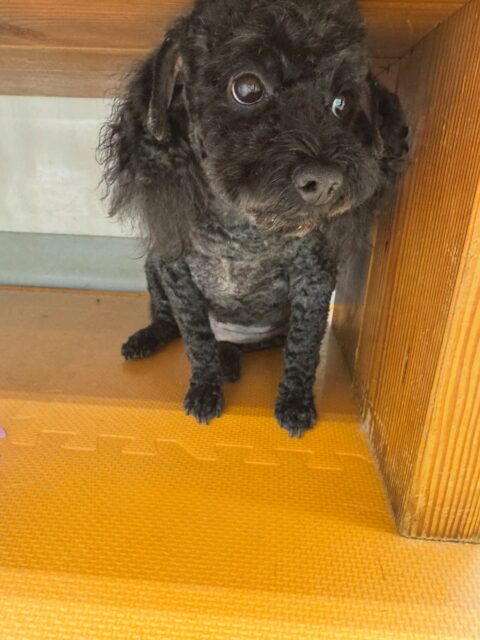 イブちゃん&ルイちゃん🐶
本日歯磨きトレーニングを開始して1年11ヶ月が経ちました
歯の状態は変わりなくキープできているのでさらに綺麗になるように継続をしていきましょう✊
園内でイブちゃんはまるちゃんやペリーちゃん達にちょっかいを出されたりしてブチギレていました🤣
ルイちゃんは自分から遊びを誘ってヤンチャ組のみんなと走り回ったり、ワンプロを仕掛けあったりして楽しそうに過ごしていました👍
🐾🐶愛犬のお悩みご相談ください🐶🐾
@kenkohmura_official
↑フォロー待ってます↑
〒955-0091 新潟県三条市上須頃大割428−1
☎︎ 0256-35-2571
✉️ info@kenkohmura.jp
HP: http://kenkohmura.jp
LINE: https://lin.ee/7LIz5sb
#犬幸村#犬の幼稚園 #吠える、噛む #犬のしつけ #トイレ
トイプートイプー可愛いトイプー大好きトイプー倶楽部