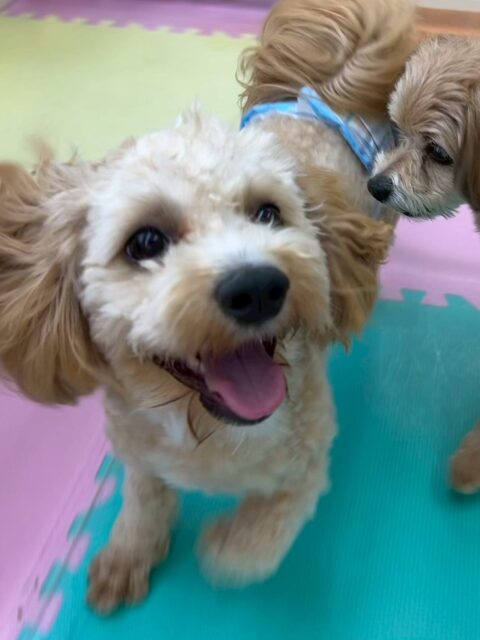 モモちゃん🐶
本日はコジロウちゃんやぽん太、ニコペットのちびっ子達とワンプロを仕掛けあったり、みんなで走り回ったりして過ごしていました😆

🐾🐶愛犬のお悩みご相談ください🐶🐾
@kenkohmura_official
 ↑フォロー待ってます↑

〒955-0091 新潟県三条市上須頃大割４２８−１
☎︎ 0256-35-2571
✉️ info@kenkohmura.jp
HP: http://kenkohmura.jp
LINE: https://lin.ee/7LIz5sb

#犬幸村#犬の幼稚園 #吠える、噛む #犬のしつけ #トイレ
ミックスミックス犬ミックス犬大好きミックス犬倶楽部