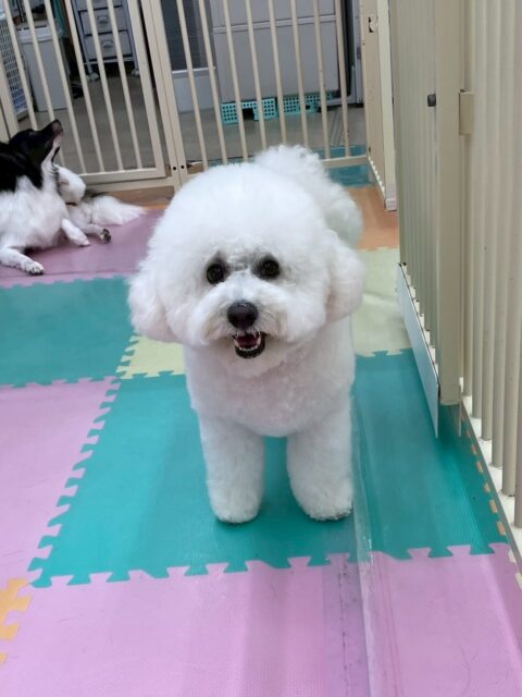 ピピちゃん🐶
本日は大吉ちゃんがすごく気に入ったようで遊んでー‼️と全力でアピールをしていました🤭
大吉ちゃんもピピちゃんが大好きなので2頭で仲良く遊んでいました👍

🐾🐶愛犬のお悩みご相談ください🐶🐾
@kenkohmura_official
 ↑フォロー待ってます↑

〒955-0091 新潟県三条市上須頃大割４２８−１
☎︎ 0256-35-2571
✉️ info@kenkohmura.jp
HP: http://kenkohmura.jp
LINE: https://lin.ee/7LIz5sb

#犬幸村#犬の幼稚園 #吠える、噛む #犬のしつけ #トイレ
ビションビションフリーゼビション可愛いビションフリーゼ大好き