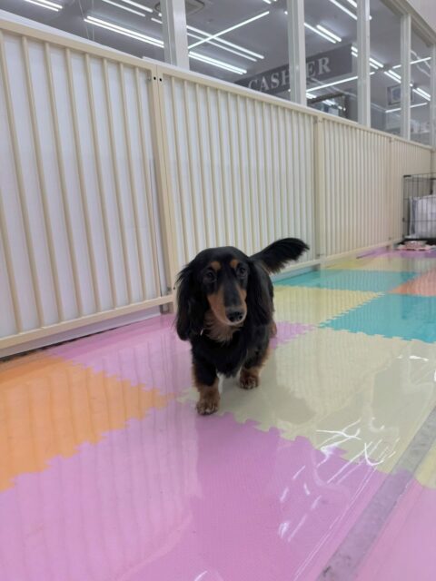 クッキーちゃん🐶
本日はスタッフに甘えん坊な1日を過ごしていました👍スタッフについて走ってみたり、寝転がって撫でて〜と可愛いアピールをしてくれたりして可愛いすぎました😍

🐾🐶愛犬のお悩みご相談ください🐶🐾
@kenkohmura_official
 ↑フォロー待ってます↑

〒955-0091 新潟県三条市上須頃大割４２８−１
☎︎ 0256-35-2571
✉️ info@kenkohmura.jp
HP: http://kenkohmura.jp
LINE: https://lin.ee/7LIz5sb

#犬幸村#犬の幼稚園 #吠える、噛む #犬のしつけ #トイレ
ダックスダックス可愛いダックス倶楽部ダックス可愛いすぎるダックス大好き