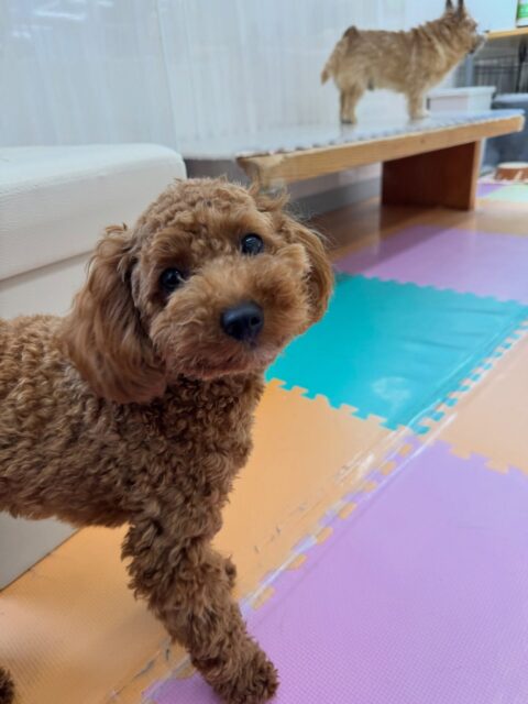 モカちゃん🐶
本日歯磨きトレーニングをを開始して5ヶ月が経ちました🦷
歯の状態はとても綺麗で非常に良いのでこのまま継続を意識して歯の状態を保ちましょう✊

園内では朝からはしゃぎ回ってみんなと追いかけっこをしたり、ワンプロを仕掛けあったりしていました😆
午前中に遊び疲れたのか夕方はまったり過ごしていました🤣

🐾🐶愛犬のお悩みご相談ください🐶🐾
@kenkohmura_official
 ↑フォロー待ってます↑

〒955-0091 新潟県三条市上須頃大割４２８−１
☎︎ 0256-35-2571
✉️ info@kenkohmura.jp
HP: http://kenkohmura.jp
LINE: https://lin.ee/7LIz5sb

#犬幸村#犬の幼稚園 #吠える、噛む #犬のしつけ #トイレ
トイプートイプー可愛いトイプー大好きトイプー倶楽部トイプー可愛いすぎる