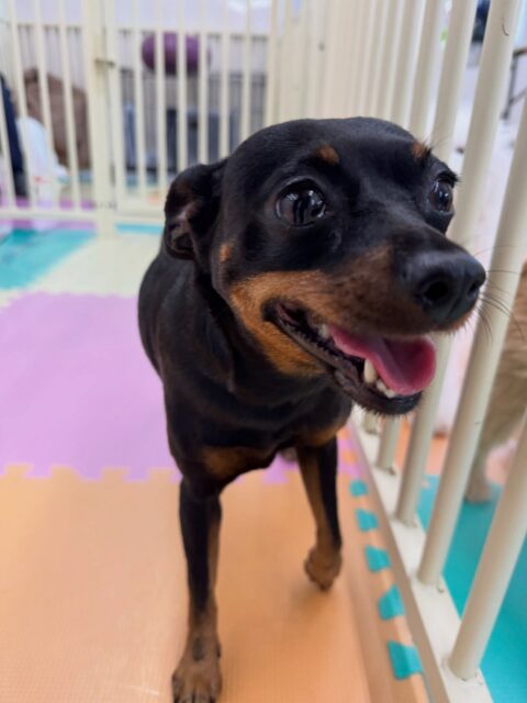 クールちゃん&カノアちゃん🐶
本日歯磨きトレーニングを開始して1年11ヶ月が経ちました
歯の状態は変わらずキープ‼️このまま継続を意識して頑張りましょう✊
園内でクールちゃんはむくちゃんやププちゃん、ニコペットのちびっ子達に遊びに誘われたりして過ごしていました😆
カノアちゃんはやん丸に匂いを嗅がれたり、ブーちゃんと柵越しに追いかけっこをしたりして楽しんでいました👍
🐾🐶愛犬のお悩みご相談ください🐶🐾
@kenkohmura_official
↑フォロー待ってます↑
〒955-0091 新潟県三条市上須頃大割428−1
☎︎ 0256-35-2571
✉️ info@kenkohmura.jp
HP: http://kenkohmura.jp
LINE: https://lin.ee/7LIz5sb
#犬幸村#犬の幼稚園 #吠える、噛む #犬のしつけ #トイレ
ミニピンミニピン可愛いミックスミックス犬