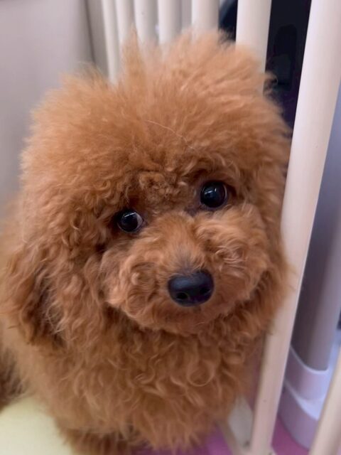 ププちゃん🐶
本日も朝から最後までハイテンションなププちゃん‼️走り回ったり、ワンプロを仕掛けあったり追いかけっこをして大はしゃぎでした🤣
🐾🐶愛犬のお悩みご相談ください🐶🐾
@kenkohmura_official
↑フォロー待ってます↑
〒955-0091 新潟県三条市上須頃大割428−1
☎︎ 0256-35-2571
✉️ info@kenkohmura.jp
HP: http://kenkohmura.jp
LINE: https://lin.ee/7LIz5sb
#犬幸村#犬の幼稚園 #吠える、噛む #犬のしつけ #トイレ
トイプートイプー可愛いトイプー大好きトイプー倶楽部トイプー可愛いすぎる