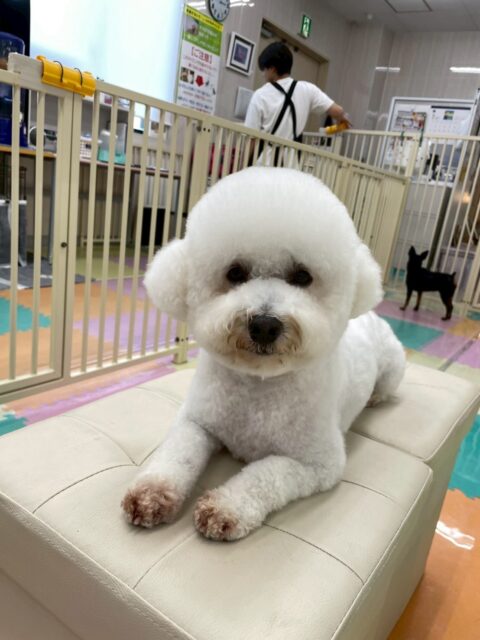 よもぎちゃん🐶
本日はむくちゃんや、ビビちゃん、やん丸達に匂いを嗅がれたり、挨拶をしあったりして過ごしていました😆
カットではかなり短めにイメージチェンジ‼️夏ぽくなり、さらに可愛くなりました😍
🐾🐶愛犬のお悩みご相談ください🐶🐾
@kenkohmura_official
↑フォロー待ってます↑
〒955-0091 新潟県三条市上須頃大割428−1
☎︎ 0256-35-2571
✉️ info@kenkohmura.jp
HP: http://kenkohmura.jp
LINE: https://lin.ee/7LIz5sb
#犬幸村#犬の幼稚園 #吠える、噛む #犬のしつけ #トイレ
ミックスミックス犬ミックス犬可愛いミックス犬大好きミックス犬倶楽部