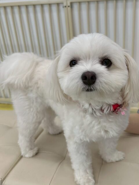 むくちゃん🐶
本日は朝からかなりハイテンションで遊びに誘ったり、ワンプロを仕掛けあったり、スタッフに対してすごく可愛いアピールをたくさんしてくれました😍
🐾🐶愛犬のお悩みご相談ください🐶🐾
@kenkohmura_official
↑フォロー待ってます↑
〒955-0091 新潟県三条市上須頃大割428−1
☎︎ 0256-35-2571
✉️ info@kenkohmura.jp
HP: http://kenkohmura.jp
LINE: https://lin.ee/7LIz5sb
#犬幸村#犬の幼稚園 #吠える、噛む #犬のしつけ #トイレ
ミックスミックス犬ミックス犬可愛いミックス犬大好きミックス犬倶楽部