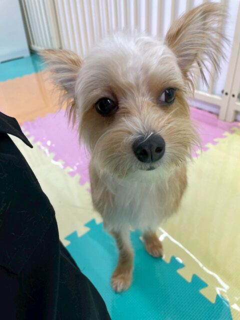 こてつちゃん🐶
体験に来た子が気になったみたいで臭い嗅いだりしていました😄
カットやお手入れも頑張っていました✂️
🐾🐶愛犬のお悩みご相談ください🐶🐾
@kenkohmura_official
↑フォロー待ってます↑
〒955-0091 新潟県三条市上須頃大割428−1
☎︎ 0256-35-2571
✉️ info@kenkohmura.jp
HP: http://kenkohmura.jp
LINE: https://lin.ee/7LIz5sb
#犬幸村#犬の幼稚園 #吠える噛む #犬のしつけ #トイレ
ミックス犬 ミックス犬可愛い ミックス犬大好き