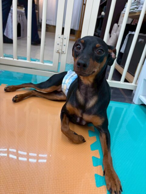 ちょこたんちゃん🐶
今日はまめちゃんと柵越しに激しくおしゃべりをしたり、モカちゃんにプロレスごっこを仕掛けたりしていました😆
モカちゃんのことがすごく気に入ったようで一生懸命アピールする姿が可愛かったです🥰
🐾🐶愛犬のお悩みご相談ください🐶🐾
@kenkohmura_official
↑フォロー待ってます↑
〒955-0091 新潟県三条市上須頃大割428−1
☎︎ 0256-35-2571
✉️ info@kenkohmura.jp
HP: http://kenkohmura.jp
LINE: https://lin.ee/7LIz5sb
#犬幸村#犬の幼稚園 #吠える、噛む #犬のしつけ #トイレ
ミニチュアピンシャー ミニピン ミニピンだいすき