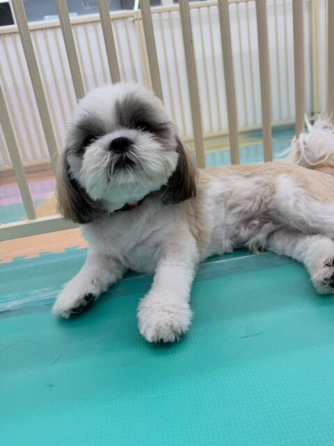 まるちゃん🐶
本日は初めましての子達がたくさんいて挨拶がいつもよりも控えめでした🤭上手にコミュニケーションを取れていて遊びの誘い方も控えめで上手でした👍

🐾🐶愛犬のお悩みご相談ください🐶🐾
@kenkohmura_official
 ↑フォロー待ってます↑

〒955-0091 新潟県三条市上須頃大割４２８−１
☎︎ 0256-35-2571
✉️ info@kenkohmura.jp
HP: http://kenkohmura.jp
LINE: https://lin.ee/7LIz5sb

#犬幸村#犬の幼稚園 #吠える、噛む #犬のしつけ #トイレ
シーズーシーズー可愛いシーズー大好きシーズー倶楽部シーズー可愛いすぎる