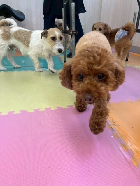 もこちゃん🐶
本日はニコペットのちびっ子達にしつこく遊びに誘われたり、ちびっ子達がイタズラをしていると走ってきて叱ってくれていました👍

🐾🐶愛犬のお悩みご相談ください🐶🐾
@kenkohmura_official
 ↑フォロー待ってます↑

〒955-0091 新潟県三条市上須頃大割４２８−１
☎︎ 0256-35-2571
✉️ info@kenkohmura.jp
HP: http://kenkohmura.jp
LINE: https://lin.ee/7LIz5sb

#犬幸村#犬の幼稚園 #吠える、噛む #犬のしつけ #トイレ
トイプートイプー可愛いトイプー倶楽部トイプー大好きトイプー可愛いすぎる