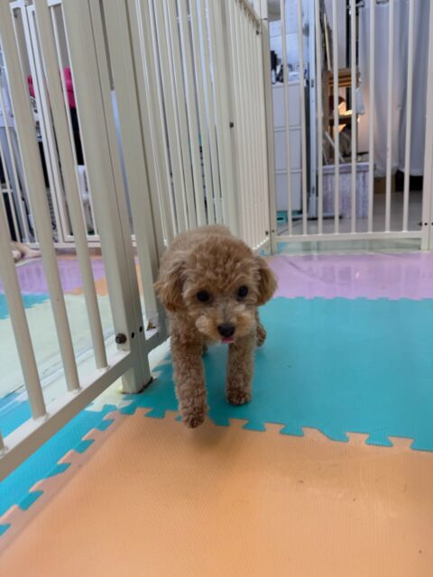 風夾ちゃん🐶
本日はかなり他の子達とコミュニケーションを取れていました👍ププちゃんやぽこちゃん、ニコペットのちびっ子達と匂いを嗅ぎ合ったり、園内を走り回ったりして過ごしていました👏
🐾🐶愛犬のお悩みご相談ください🐶🐾
@kenkohmura_official
↑フォロー待ってます↑
〒955-0091 新潟県三条市上須頃大割428−1
☎︎ 0256-35-2571
✉️ info@kenkohmura.jp
HP: http://kenkohmura.jp
LINE: https://lin.ee/7LIz5sb
#犬幸村#犬の幼稚園 #吠える、噛む #犬のしつけ #トイレ
トイプートイプー可愛いトイプー大好きトイプー倶楽部