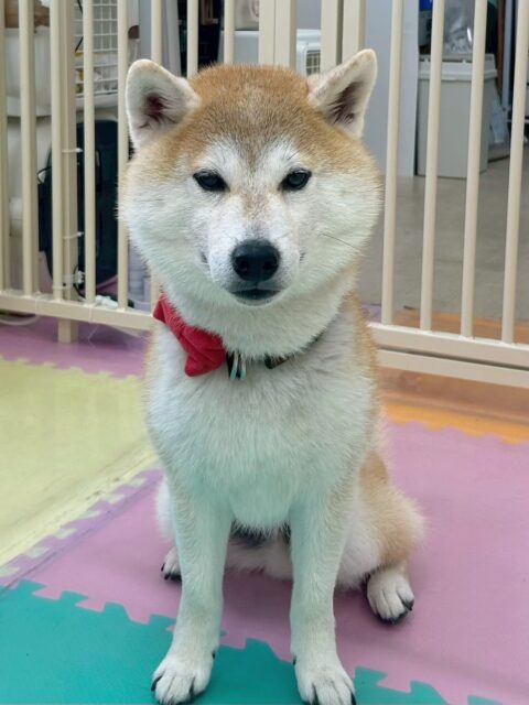 まめちゃん🐶
今日はすけちゃんやちょこたんちゃんとおしゃべりをしていました😊
すけちゃんがスタッフに撫でられていると「ぼくも!ぼくも!」と近寄ってくる姿が可愛かったです💗
🐾🐶愛犬のお悩みご相談ください🐶🐾
@kenkohmura_official
↑フォロー待ってます↑
〒955-0091 新潟県三条市上須頃大割428−1
☎︎ 0256-35-2571
✉️ info@kenkohmura.jp
HP: http://kenkohmura.jp
LINE: https://lin.ee/7LIz5sb
#犬幸村#犬の幼稚園 #吠える、噛む #犬のしつけ #トイレ
柴犬 柴 しば