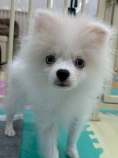 ぽこちゃん🐶
本日トイレトレーニング最終日でした‼️本日もミスなく上手にトイレできていました👍
園内にもかなり慣れてきたようで、自分から遊びを誘ったり、園内を大爆走したりして非常に楽しそうに過ごしていました👍
🐾🐶愛犬のお悩みご相談ください🐶🐾
@kenkohmura_official
↑フォロー待ってます↑
〒955-0091 新潟県三条市上須頃大割428−1
☎︎ 0256-35-2571
✉️ info@kenkohmura.jp
HP: http://kenkohmura.jp
LINE: https://lin.ee/7LIz5sb
#犬幸村#犬の幼稚園 #吠える、噛む #犬のしつけ #トイレ
ポメラニアンポメラニアン大好きポメラニアン倶楽部ポメラニアン大好き