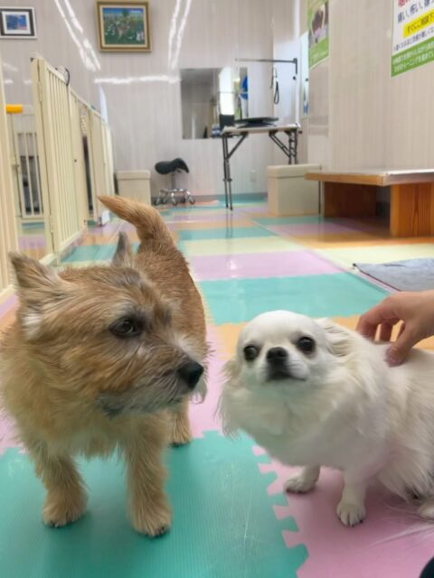 明日は木曜日休園日です🐶
🐾🐶愛犬のお悩みご相談ください🐶🐾
@kenkohmura_official
↑フォロー待ってます↑
〒955-0091 新潟県三条市上須頃大割428−1
☎︎ 0256-35-2571
✉️ info@kenkohmura.jp
HP: http://kenkohmura.jp
LINE: https://lin.ee/7LIz5sb
#犬幸村#犬の幼稚園 #吠える、噛む #犬のしつけ #トイレ