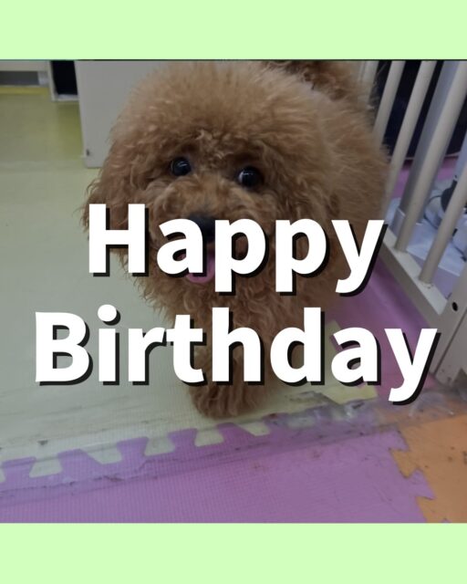 ププちゃん🐶
お誕生日おめでとうございます🎂👏🏻
いつもみんなと楽しそうに遊ぶププちゃん、今日も仲良く遊んでいました🎶
🐾🐶愛犬のお悩みご相談ください🐶🐾
@kenkohmura_official
 ↑フォロー待ってます↑

〒955-0091 新潟県三条市上須頃大割４２８−１
☎︎ 0256-35-2571
✉️ info@kenkohmura.jp
HP: http://kenkohmura.jp
LINE: https://lin.ee/7LIz5sb

#犬幸村#犬の幼稚園 #吠える噛む #犬のしつけ #トイレ
 トイプードル トイプードル可愛い トイプードル大好き