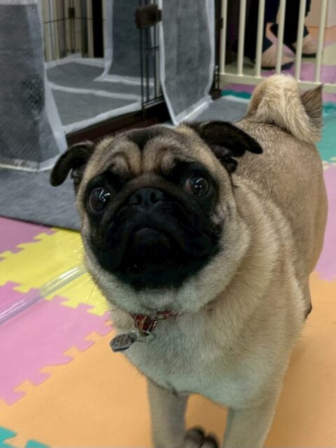 ブーちゃん🐶
本日は最初久しぶりのみんなとの挨拶に少し緊張していましたが、すぐに思い出したのか走り回ったり、ワンプロを仕掛けあったりして楽しんでいました👍
🐾🐶愛犬のお悩みご相談ください🐶🐾
@kenkohmura_official
↑フォロー待ってます↑
〒955-0091 新潟県三条市上須頃大割428−1
☎︎ 0256-35-2571
✉️ info@kenkohmura.jp
HP: http://kenkohmura.jp
LINE: https://lin.ee/7LIz5sb
#犬幸村#犬の幼稚園 #吠える、噛む #犬のしつけ #トイレ
パグパグ可愛いパグ大好きパグ倶楽部