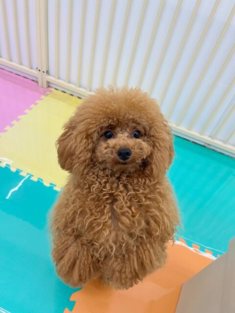 ププちゃん🐶
仲良しのモカちゃんと本日も楽しそうに遊んでいました🎶
体験に来てくれた子にもアピールしていました😊
🐾🐶愛犬のお悩みご相談ください🐶🐾
@kenkohmura_official
↑フォロー待ってます↑
〒955-0091 新潟県三条市上須頃大割428−1
☎︎ 0256-35-2571
✉️ info@kenkohmura.jp
HP: http://kenkohmura.jp
LINE: https://lin.ee/7LIz5sb
#犬幸村#犬の幼稚園 #吠える噛む #犬のしつけ #トイレ
トイプードル トイプードル大好き トイプードル可愛い