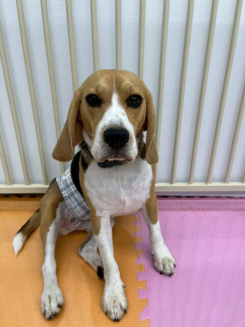 ジョージちゃん🐶
本日歯磨きトレーニングを開始して10ヶ月が経ちました🦷
歯の状態は少し汚れがついてきているので、継続をしてこれ以上汚れがつかないように歯磨きをしましょう✊
園内ではまるちゃんやチャリーちゃん達のスーパーヤンチャ組を相手に非常に楽しそうに遊び回って過ごしていました🤭
久しぶりのみんなと遊べて楽しそうな表情で過ごしていました👍
🐾🐶愛犬のお悩みご相談ください🐶🐾
@kenkohmura_official
↑フォロー待ってます↑
〒955-0091 新潟県三条市上須頃大割428−1
☎︎ 0256-35-2571
✉️ info@kenkohmura.jp
HP: http://kenkohmura.jp
LINE: https://lin.ee/7LIz5sb
#犬幸村#犬の幼稚園 #吠える、噛む #犬のしつけ #トイレ
ビーグルビーグル可愛いビーグル大好きビーグル倶楽部