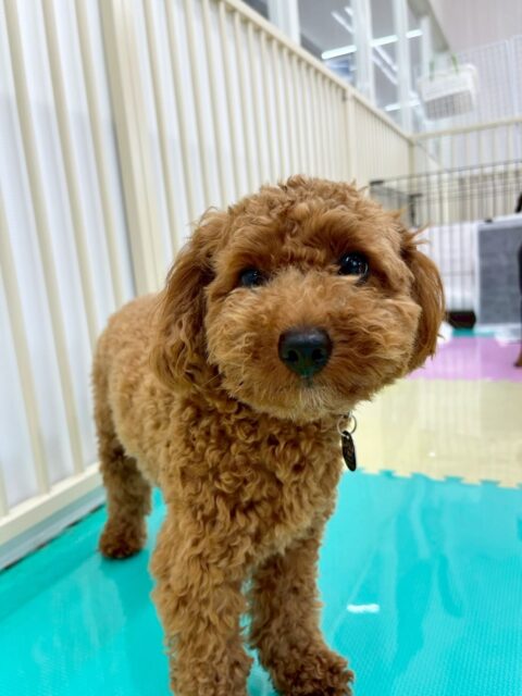 モカちゃん🐶
今日はちょこたんちゃんやププちゃんとプロレスごっこをして楽しそうでした😊
遊び疲れるとスタッフにぴったりくっついて甘えてくる姿が可愛かったです🥰
🐾🐶愛犬のお悩みご相談ください🐶🐾
@kenkohmura_official
↑フォロー待ってます↑
〒955-0091 新潟県三条市上須頃大割428−1
☎︎ 0256-35-2571
✉️ info@kenkohmura.jp
HP: http://kenkohmura.jp
LINE: https://lin.ee/7LIz5sb
#犬幸村#犬の幼稚園 #吠える、噛む #犬のしつけ #トイレ
トイプードル トイプー といぷー