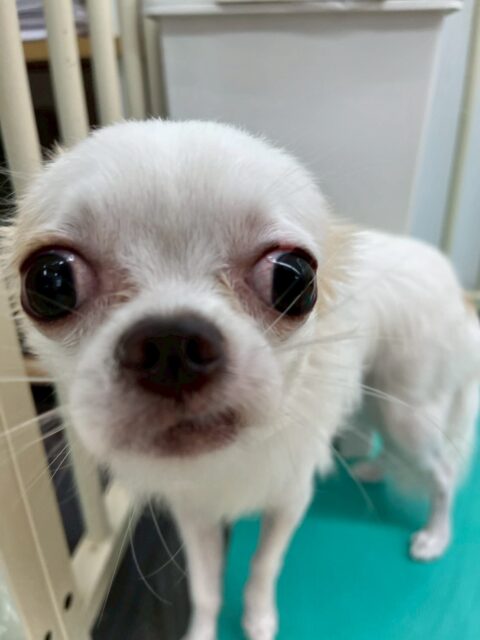 テンちゃん🐶
本日は初めましての子達がたくさんいる中、匂いを嗅ぎ合ったり、挨拶までとは行きませんでしたが、普段よりも動き回れていて非常に良かったです👏
🐾🐶愛犬のお悩みご相談ください🐶🐾
@kenkohmura_official
↑フォロー待ってます↑
〒955-0091 新潟県三条市上須頃大割428−1
☎︎ 0256-35-2571
✉️ info@kenkohmura.jp
HP: http://kenkohmura.jp
LINE: https://lin.ee/7LIz5sb
#犬幸村#犬の幼稚園 #吠える、噛む #犬のしつけ #トイレ
チワワチワワ可愛いチワワ大好きチワワ倶楽部チワワ可愛いすぎる